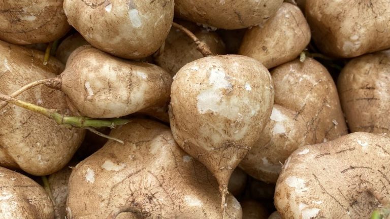 Jicama